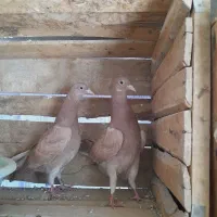 کبوتر انگلیسی اصل