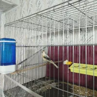 قناری نر ماده آماده جفتگیری