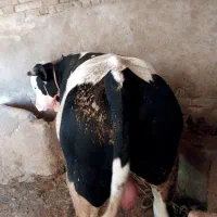 گوساله نر چاق گوشتی