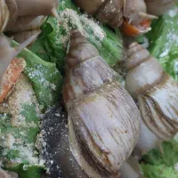 حلزون سوپر مولد و۳۰ کیلو مکمل|خزنده|تهران, تهرانسر مرکزی|دیوار