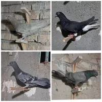 کفتر زاغ دم سفید جوجه پولکی کاکلی سینه کاکلی صید