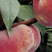 نهال هلو انجیری خونی بصورت پیشفروش|خدمات باغبانی و درختکاری|فردوس (خراسان), |دیوار