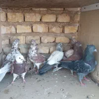 کبوتر پرشی شکار|پرنده|یزد, |دیوار