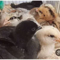 فروش جوجه. گلپایگان یه. روزه