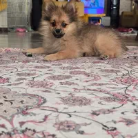 سگ پامر دوماهه