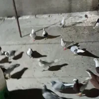 سلام این کبوترا باخت کرده|پرنده|دشتابی, |دیوار