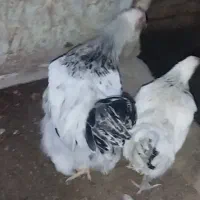 ست برهما