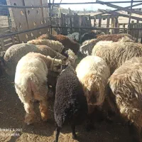 بره نر|حیوانات مزرعه|مرودشت, شهرک مهدیه|دیوار