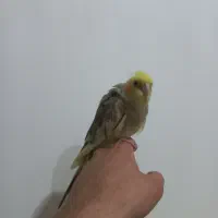 پرنده ی طوطی نر  دستی|پرنده|مریوان, |دیوار