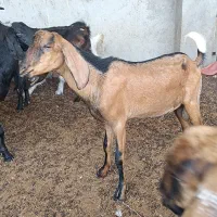 فروش کهره نر چاق درجه یک
