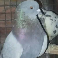 کفتر تهرانی|پرنده|تهران, شهرک رضویه|دیوار