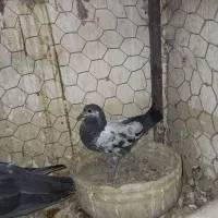 جوجه کفتر عالی|پرنده|ری, جوانمرد قصاب|دیوار