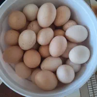 تخمه مرغ کوردی