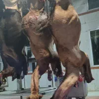 خرید فروش شتر|حیوانات مزرعه|سبزوار, فرهنگیان|دیوار