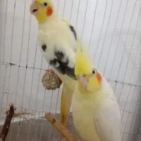 طوطی عروس هلندی جفت|پرنده|رشت, باهنر|دیوار