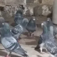 سلام وعرض ادب ۴عدد جوجه پلاکی مسافتی دونه ای ۵۰۰|پرنده|یاسوج, |دیوار