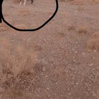 سگ گله ای بضمانت