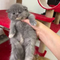 گربه های خیلی ناز|گربه|یزد, |دیوار