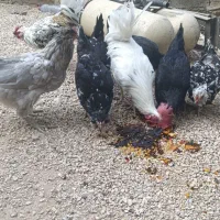 مرغ گلین لری اصل|حیوانات مزرعه|شیراز, کرونی(خاتونک)|دیوار