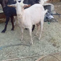 کولار سانن|حیوانات مزرعه|رحمت‌آباد, |دیوار