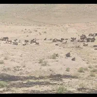 150راس بز جوان