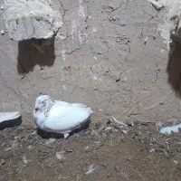 کبوتر|پرنده|پلدشت, |دیوار