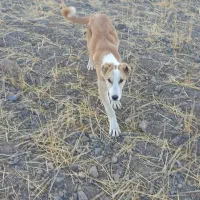 سگ گله|سگ|آبگرم, |دیوار