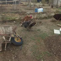 بوقلمون نر و ماده