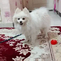 سگ پامرین|سگ|گلستان (تهران), |دیوار