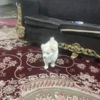 پامرین خرسی