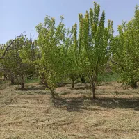 باغ سیب چهار دیواری ویلایی نیمه کاره/معاوضه|فروش زمین و ملک کلنگی|ارومیه, |دیوار