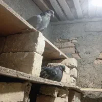کبوتر پر