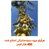 فروش نهال سنجد اصلاح شده صادراتی|خدمات باغبانی و درختکاری|نیشابور, دارایی|دیوار