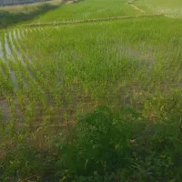 فروش زمین کشاورزی
