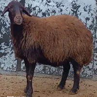 گوسفندبا بره|حیوانات مزرعه|کوهدشت, |دیوار