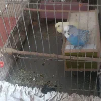 دو عدد مرغ عشق نر و ماده