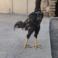 ۶ عدد خروس لاری بفروشی