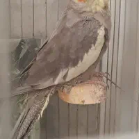 فروش ۵ عروس هلندی خونگی|پرنده|زابل, |دیوار