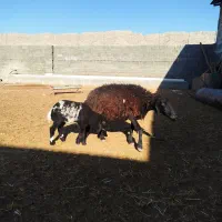 گوسفند بابره