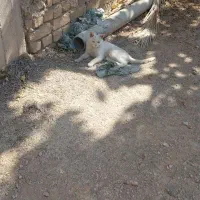 گربه سفید گمشده ما پیداش کردیم