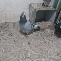 سبز پلنگ ‌، دم سفید|پرنده|زرند, |دیوار