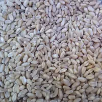 فروش گندم در آسمان اباد منی ۸۰ هزار