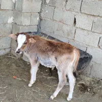 گوسالع نر