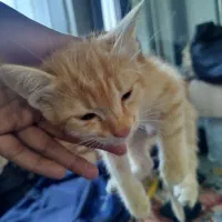 واگذاری گربه