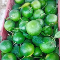 نارنج آبدار موجوده 28