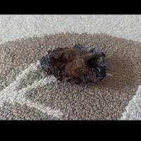 انگشتر|بدلیجات|یاسوج, |دیوار