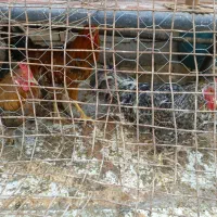 خروس|حیوانات مزرعه|اهواز, گیت بوستان|دیوار