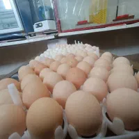 فروش تخم نطفه دار مرندی وجوجه مرندی