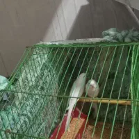 مرغ عشق|پرنده|بجنورد, |دیوار