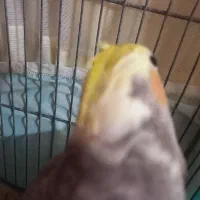 عروس زیبا|پرنده|قم, نخودی|دیوار